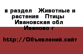  в раздел : Животные и растения » Птицы . Ивановская обл.,Иваново г.